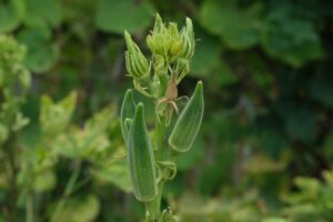 Growing Okra in containers
