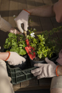 Best Vegetables to Grow in Containers