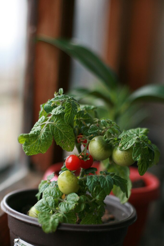 Growing tomatoes in containers