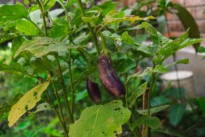 Growing Eggplant in containers