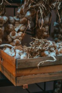 Growing Garlic in containers