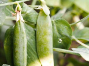 Growing Peas in containers