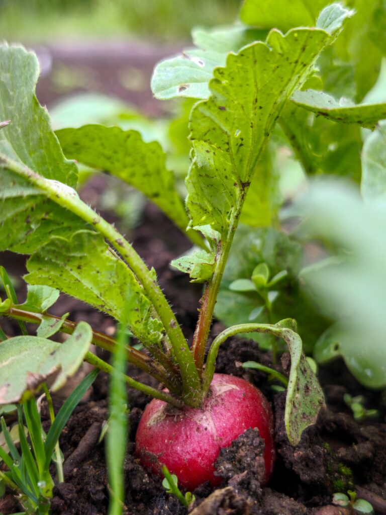 Radishes growing in container