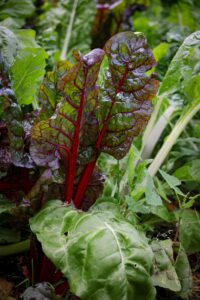 Growing Swiss Chard in containers