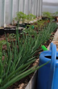 Green onions growing in a container