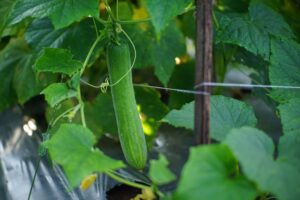 Cucumbers growing in indoor container