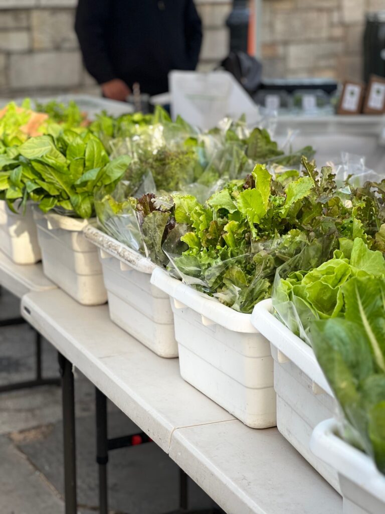 Growing lettuce in containers