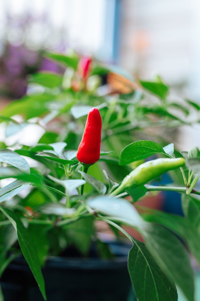 Chili peppers growing in container