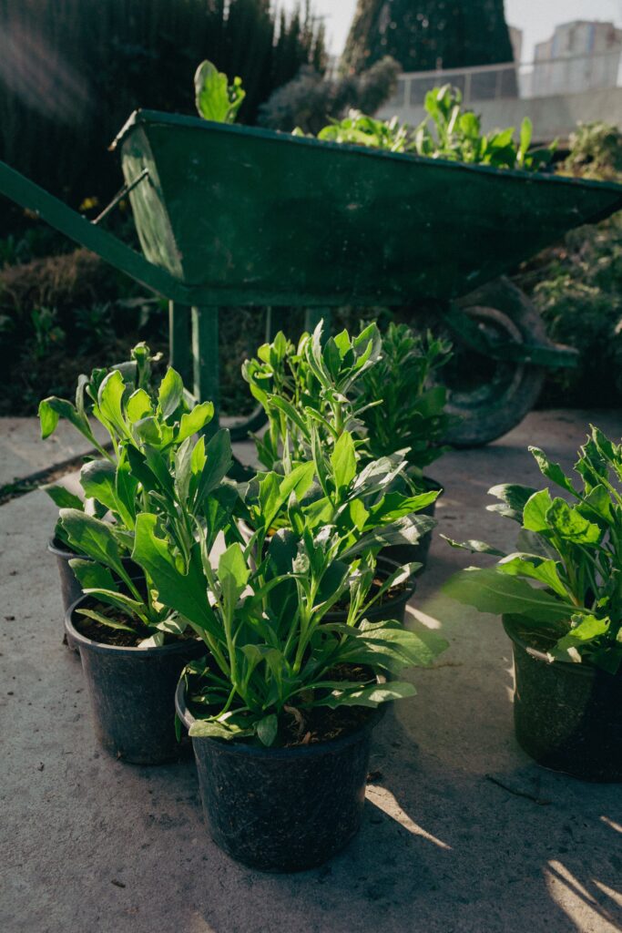Growing spinach in container and pots