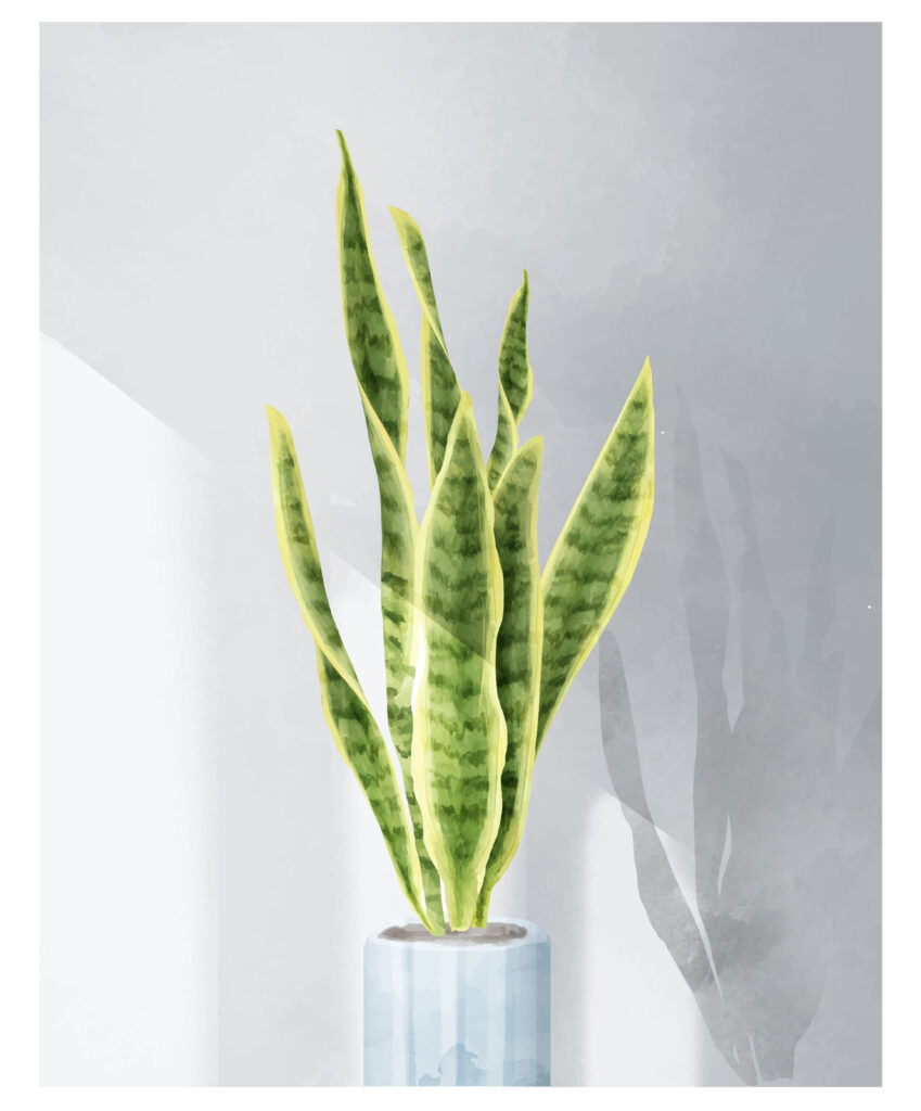 Snake Plant (Sansevieria)
