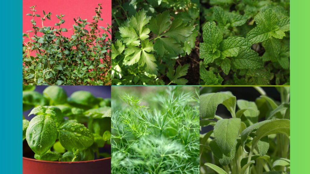 Best Herbs for Living in an Apartment