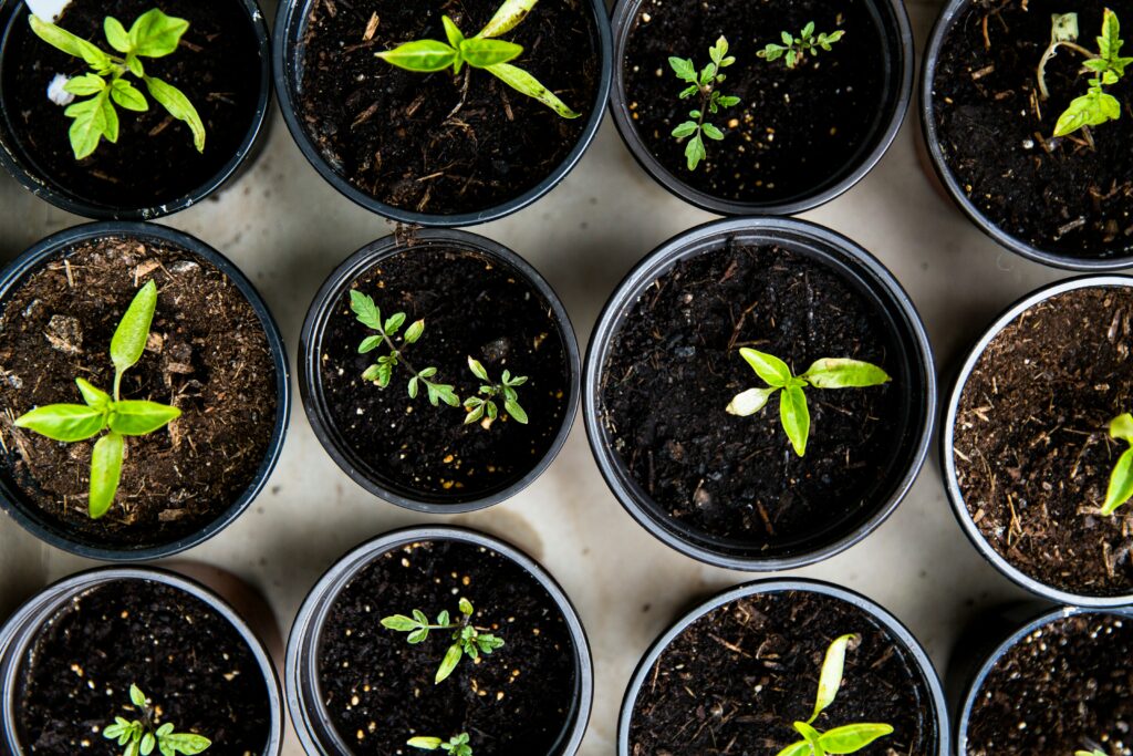 Mini Herb Garden Ideas for Apartment Living