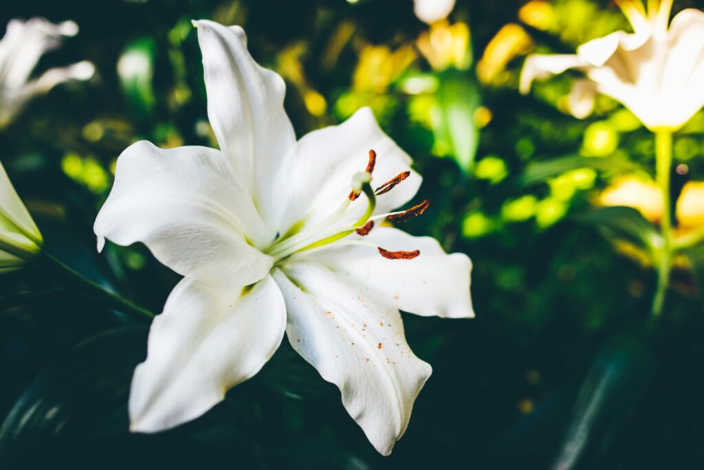 Peace Lily (Spathiphyllum)