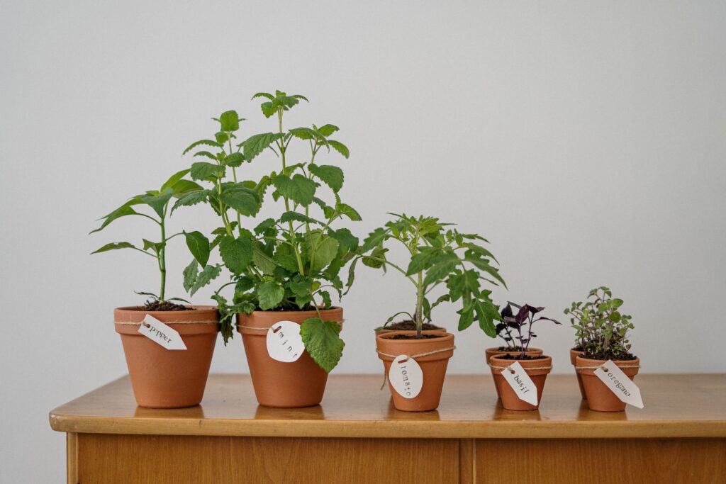 Mini Herb Garden in Your Apartment