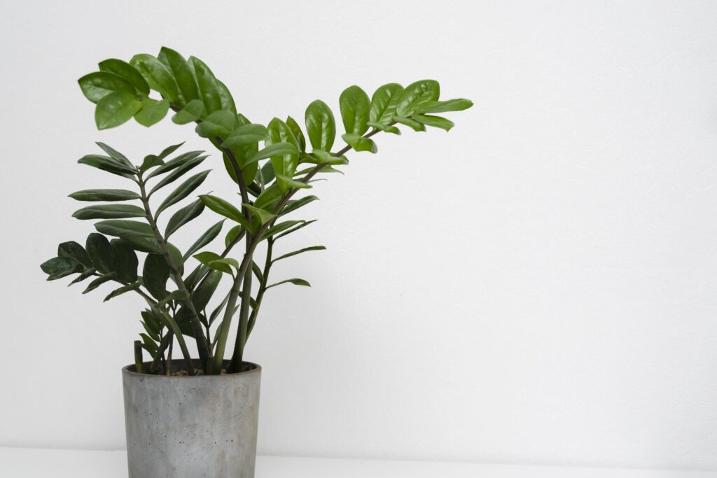 ZZ Plant (Zamioculcas zamiifolia)