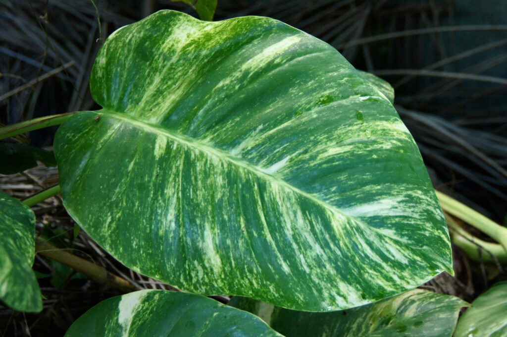 Golden Pothos (Epipremnum aureum)