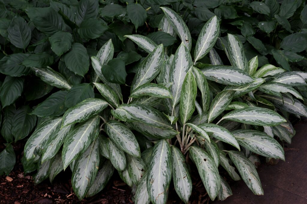 Chinese Evergreen (Aglaonema)