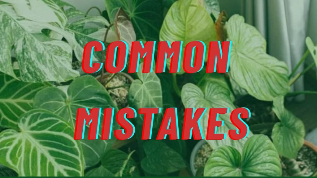 Common Mistakes in Indoor Plant Care