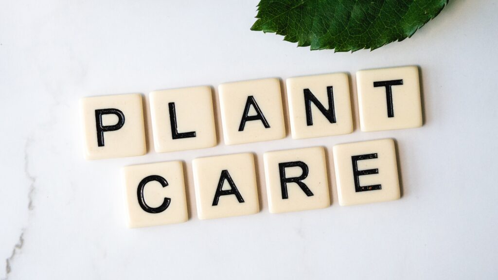 Plants care advice