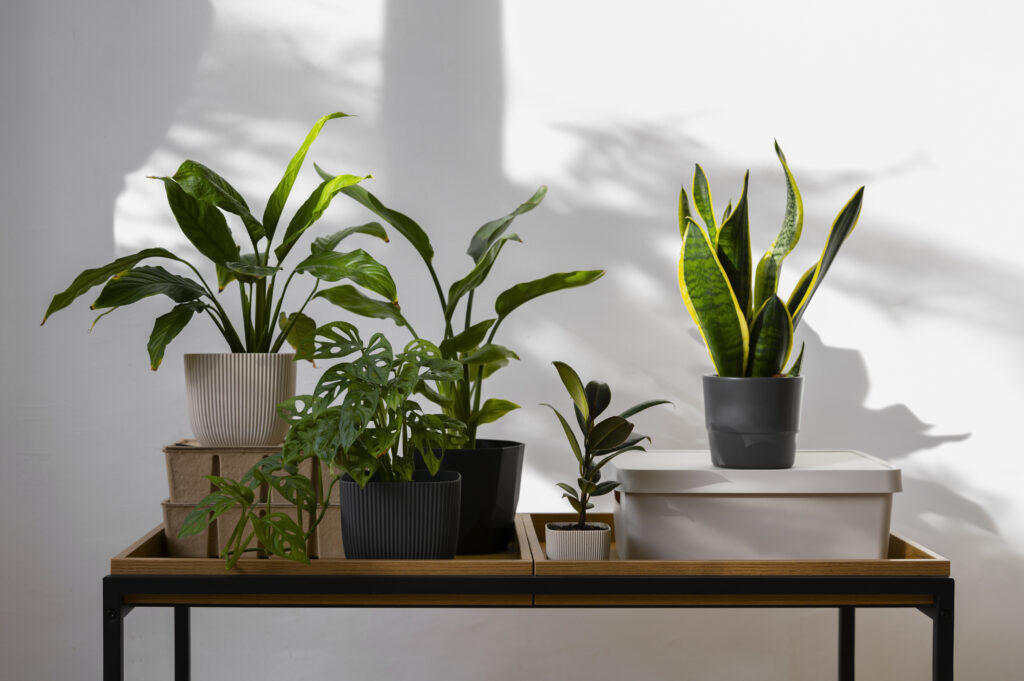 Best Low-Light Indoor Plants for Apartments
