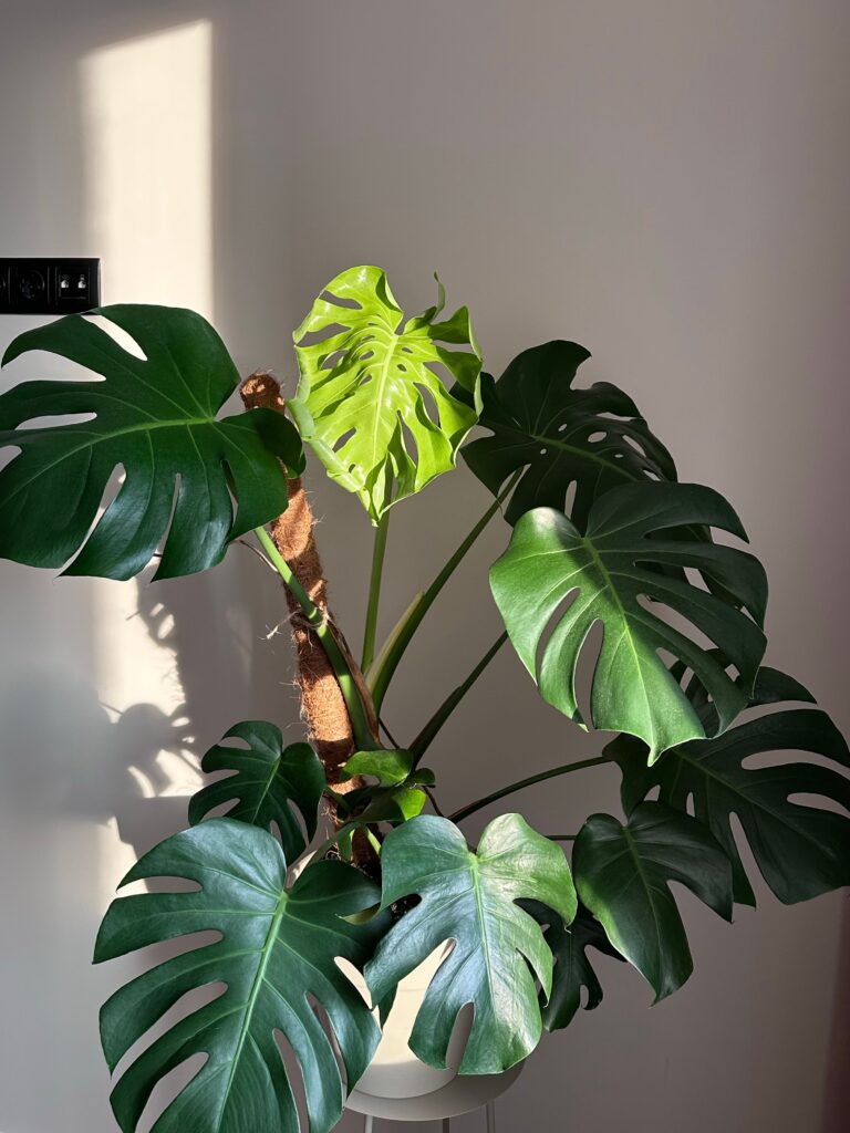 Monstera Deliciosa (Young Plant)