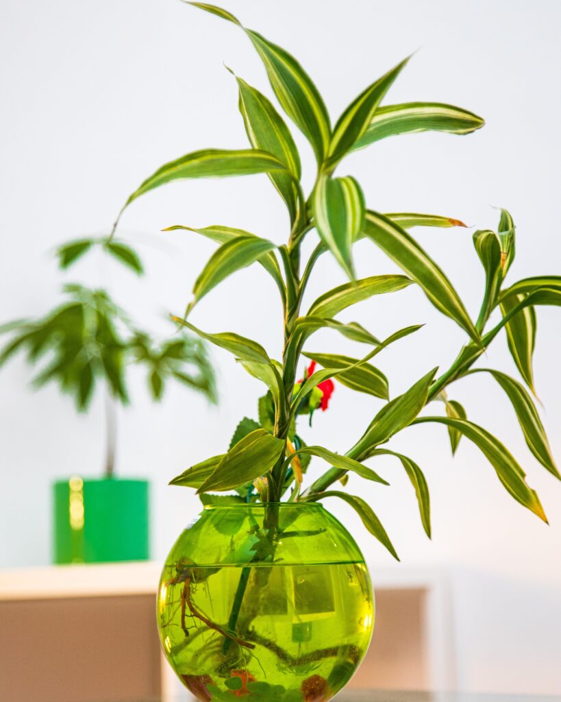 Lucky Bamboo