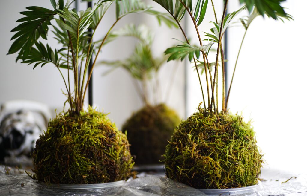 Moss Indoor Gardens