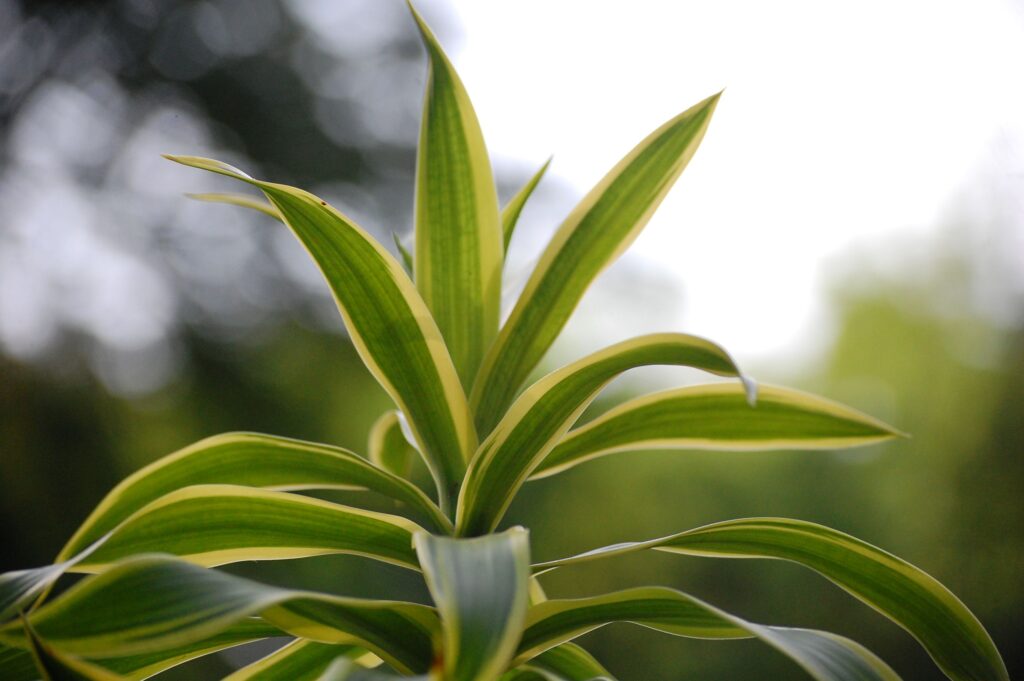 Dracaena