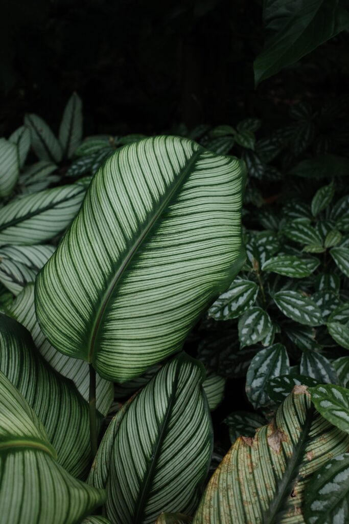 Calathea