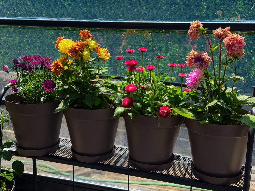 Adapt Your Flowers to the Seasons