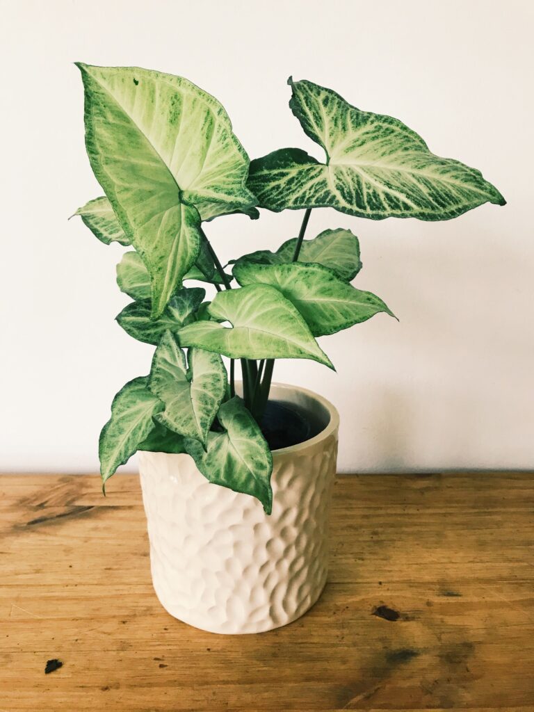 Syngonium (Arrowhead Plant)