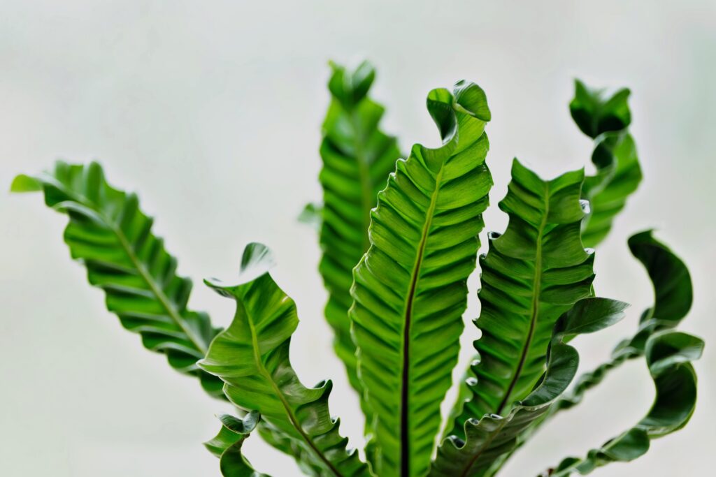 Bird's Nest Fern