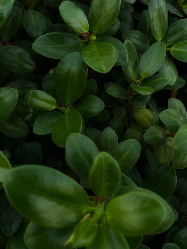 Baby Rubber Plant (Peperomia obtusifolia)