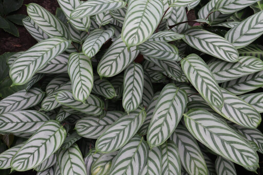 Prayer Plant (Maranta leuconeura)