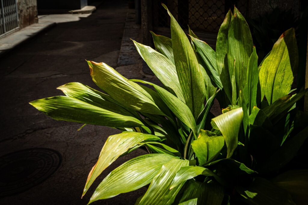 Cast Iron Plant (Aspidistra elatior)