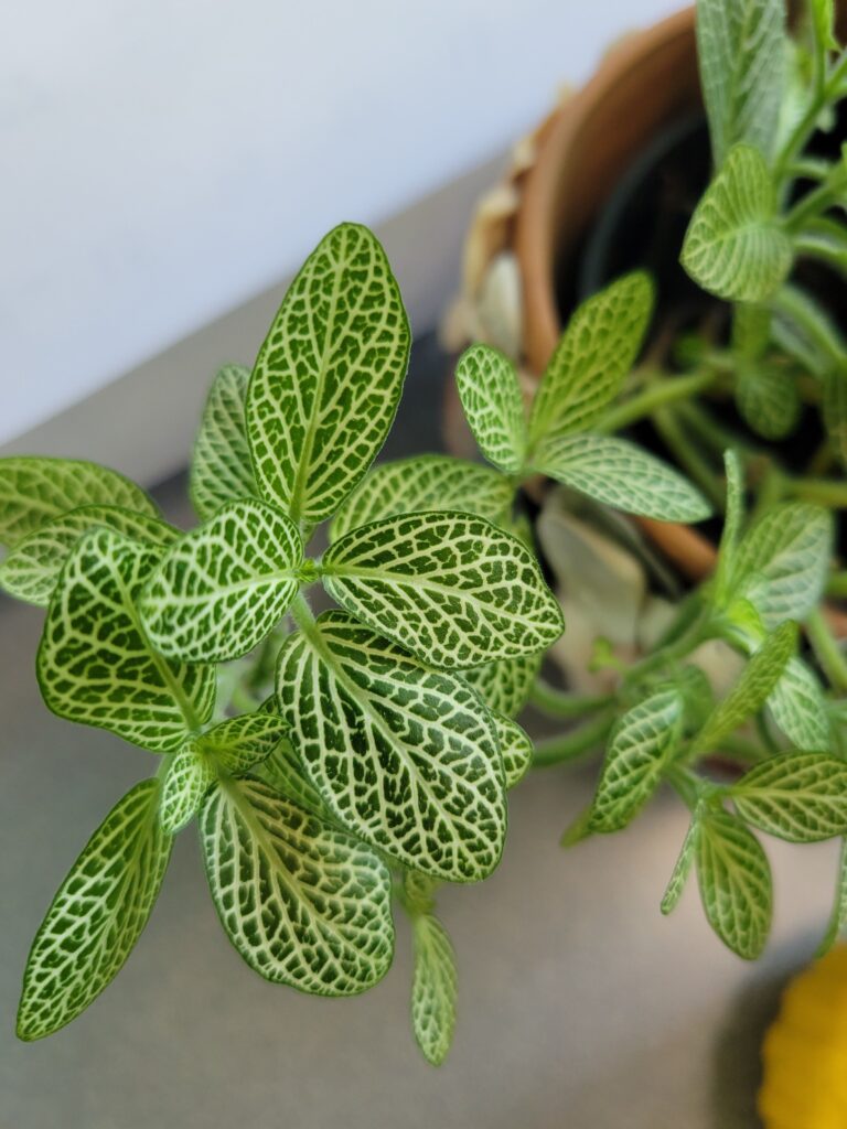 Nerve Plant (Fittonia)