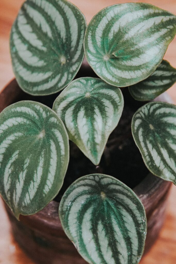 Peperomia