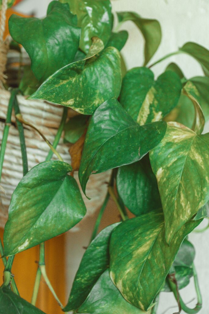 Satin Pothos (Scindapsus pictus)