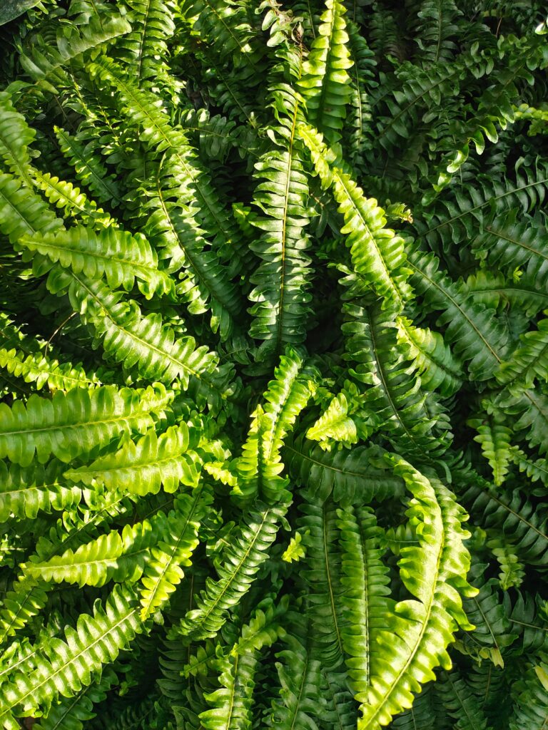 Boston Fern (Nephrolepis exaltata)