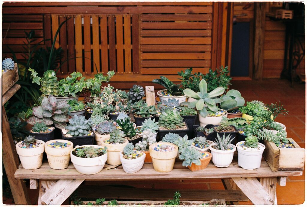 Tabletop Garden