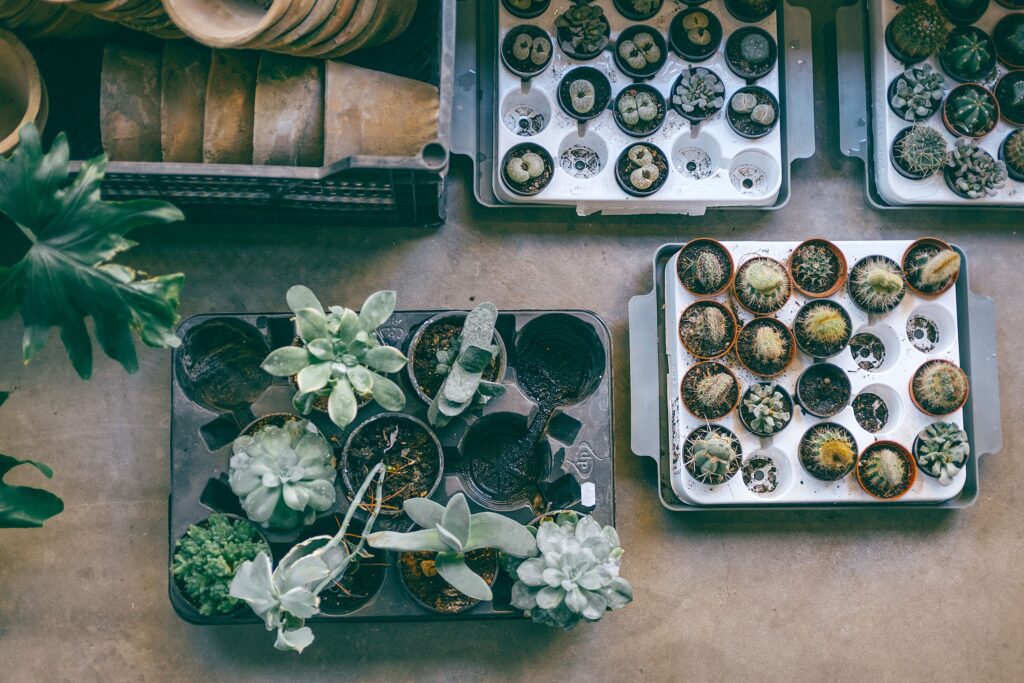 Succulent Tray Gardens