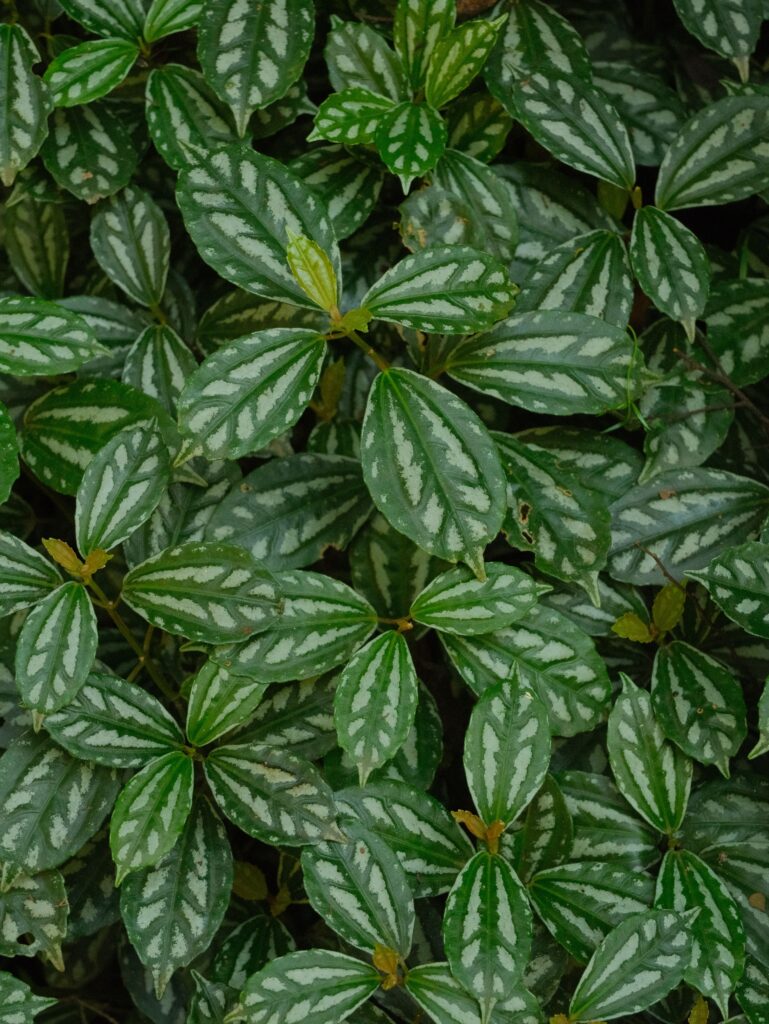 Aluminum Plant (Pilea cadierei)