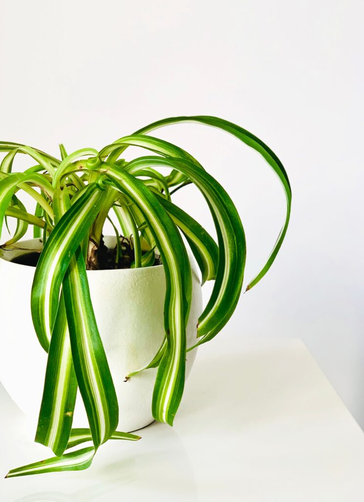 Spider Plant (Chlorophytum comosum)