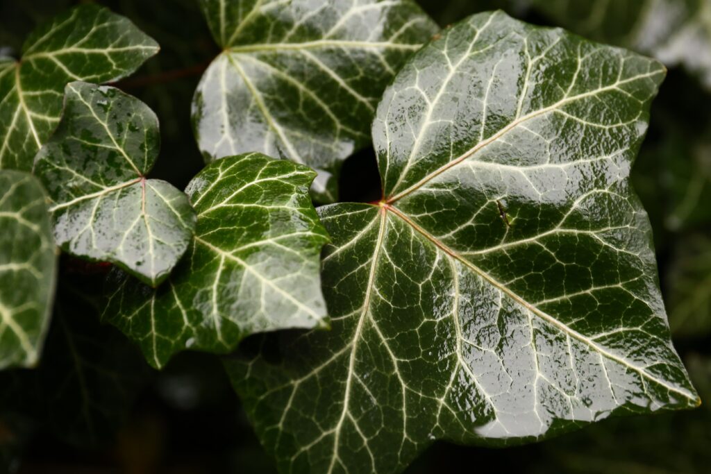 English Ivy (Hedera helix)