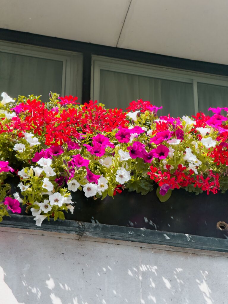 flowering plants of sunny balcony