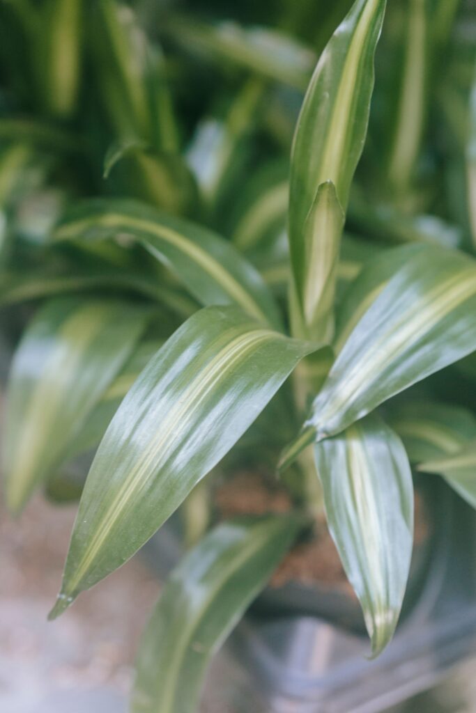 Janet Craig Dracaena