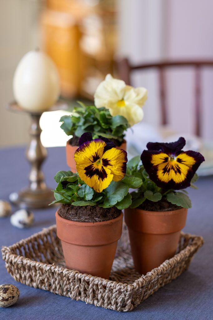 Small Flower Garden on Your Table