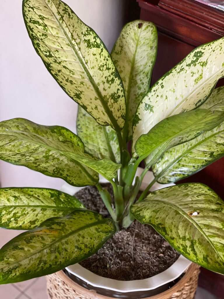 Dieffenbachia (Dumb Cane)