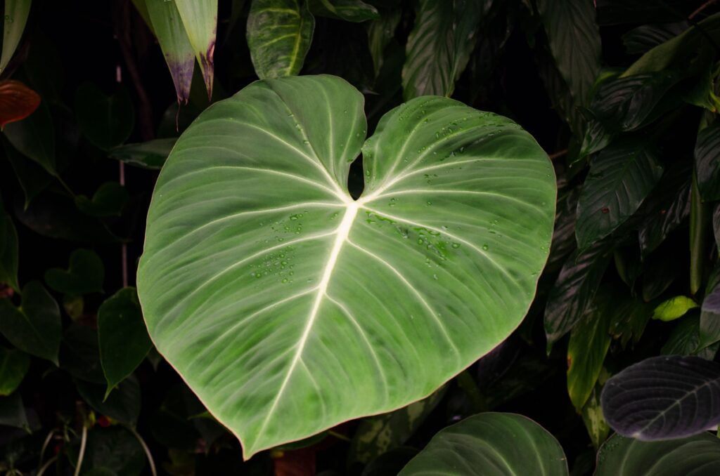 Heartleaf Philodendron