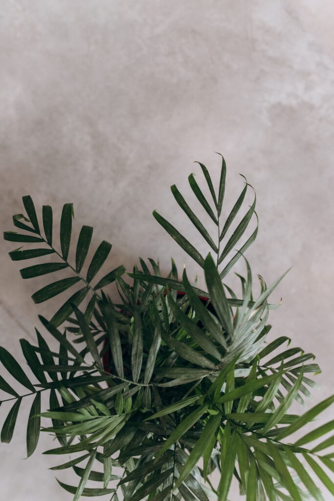 Parlor Palm